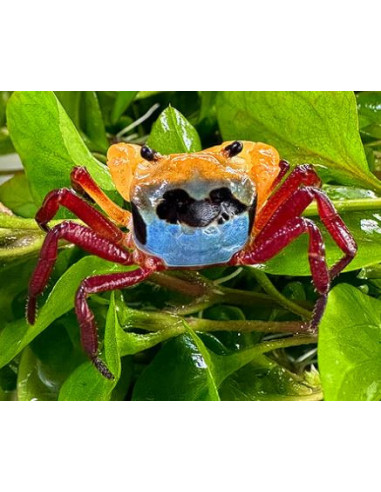 CARANGUEJO TRICOLOR DO BORNEO