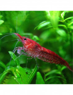 CAMARÃO NEOCARIDINA 'RED CHERRY'