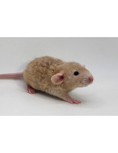 RATAZANA BÉBÉ 'Curly Hair'