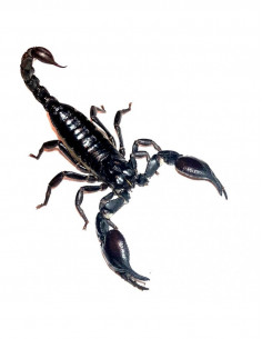 ESCORPIÃO ASIÁTICO DA FLORESTA