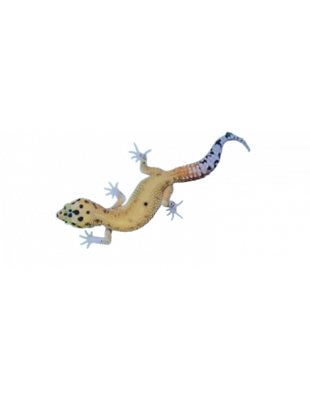 copy of GECKO LEOPARDO 'HYPO'