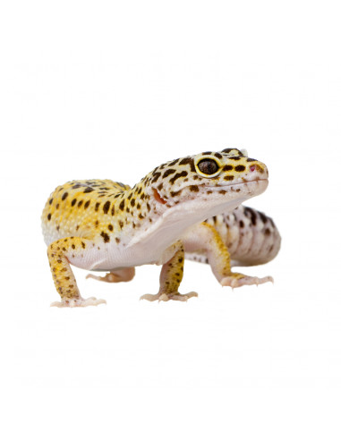 GECKO LEOPARDO 'BÉBÉ-JUVENIL'