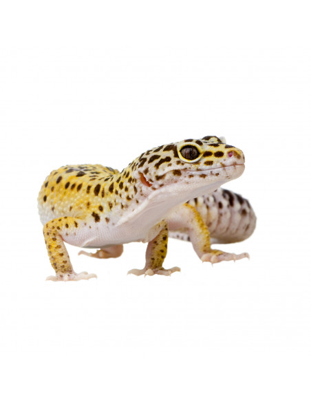 GECKO LEOPARDO 'BÉBÉ-JUVENIL'