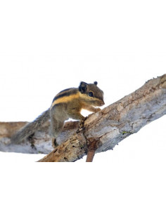 ESQUILO LISTRADO DOS HIMALAIAS