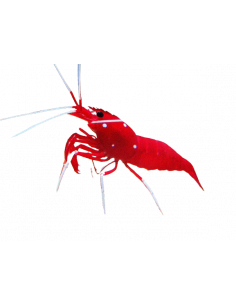 CAMARÃO RED FIRE, 3 - 4 CM