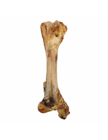 Fleshy Tibia Bone - 800 GR