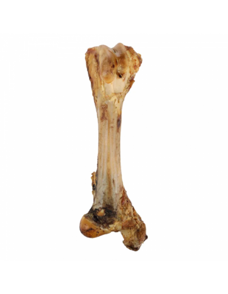 Fleshy Tibia Bone - 800 GR Fleshy Tibia Bone - 800 GR