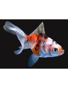 ORANDA SURTIDO, 4 - 5 CM