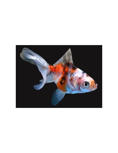 ORANDA CALICO, 4 - 5 CM