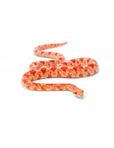 COBRA DO MILHO BEBÉ - Amelânica