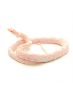 COBRA DO MILHO BEBÉ - 'SNOW'