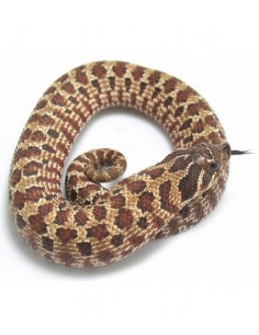 COBRA NARIZ DE PORCO BEBÉ