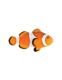 PEIXE PALHAÇO, 2,5 CM