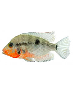 CICLÍDEO BOCA DE FOGO, 3-4 cm