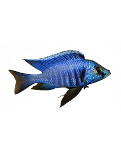 CICLÍDEO ZEBRA AZUL, 2 - 3 CM