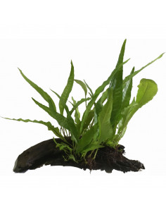 MICROSORUM EM TRONCO S