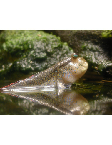 SALTADOR DO LODO, 6 - 8 CM