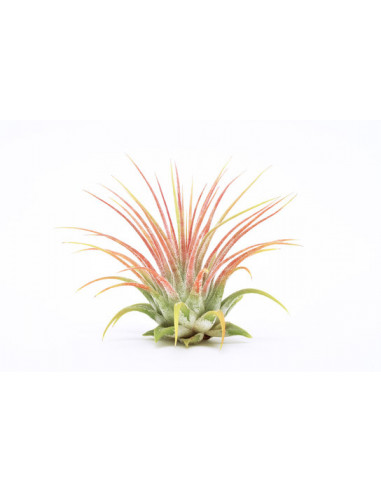 TILLANDSIA MIX