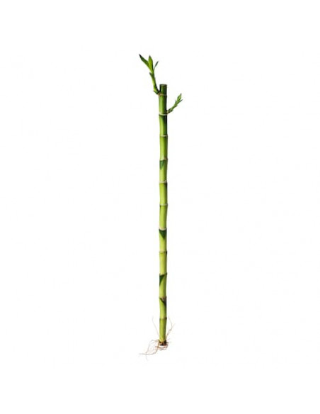 Bamboo Cana Recta - 30 CM