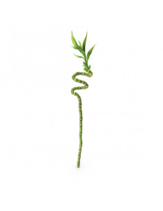 Bamboo Cana Espiral - 40 CM