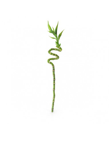 Bamboo Cana Espiral - 40 CM