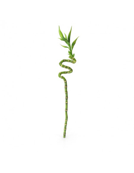 Bamboo Cana Espiral - 40 CM