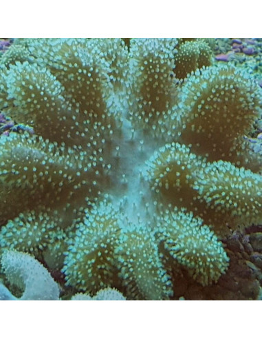 SARCOPHYTON VERDE