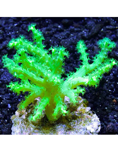 CORAL DEDO VERDE