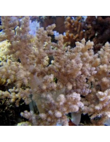 CORAL ARVORE