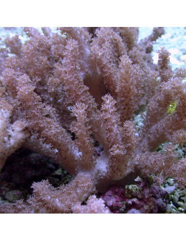 CORAL CAVALO MARINHO