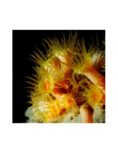 PARAZOANTHUS AXINELLAE YELLOW POLYP