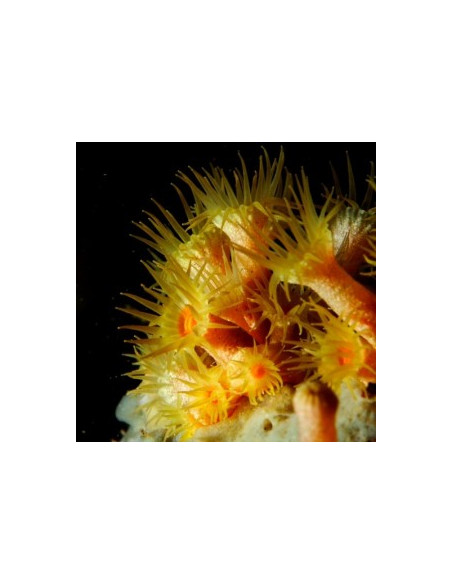 PARAZOANTHUS AXINELLAE YELLOW POLYP