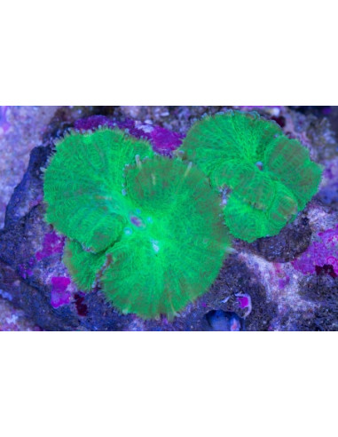 CORAL COGUMELO VERDE