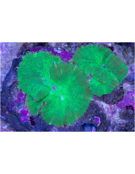 CORAL COGUMELO VERDE