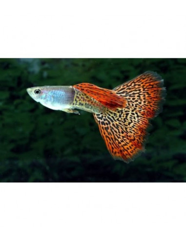 GUPPY SORTIDO, 2.5 - 3 CM