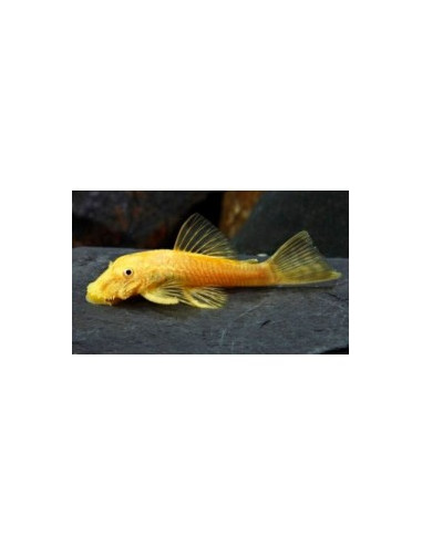 ANCISTRUS SP. GOLD 2 - 2.5 CM