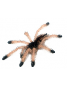 TARÂNTULA METÁLICA DE DEDOS ROSA, 1,5 CM