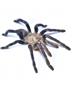 TARÂNTULA AZUL COBALTO , 5 CM