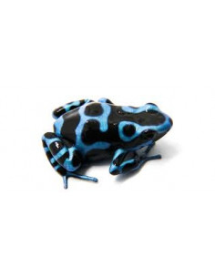 DENDROBATES AURATUS 'SUPER BLUE'