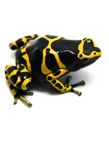 DENDROBATES LEUCOMELAS