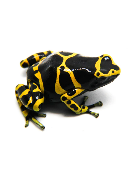 DENDROBATES LEUCOMELAS