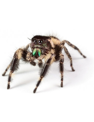 ARANHA SALTADORA 'Jumping Spider' Macho