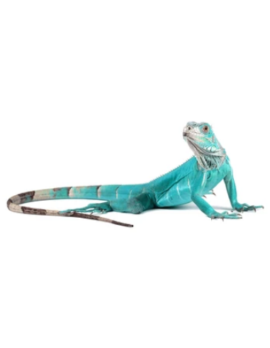 IGUANA AZUL