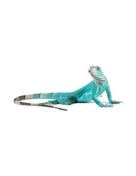 IGUANA AZUL