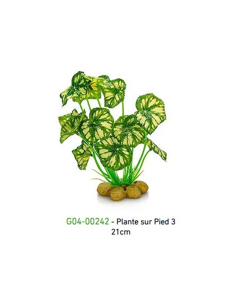 PLANTA DE PÉ 3 - 21cm