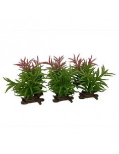 Planta Terrário Crassula - 13 x 11 x 16 cm- Sortido