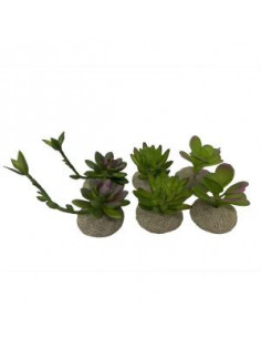 Planta Terrário Succulents - 8 x 6 x 11 cm- Sortido