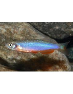 DANIO ROSA, 2 - 2.5 CM