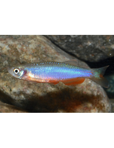 DANIO ROSA, 2 - 2.5 CM