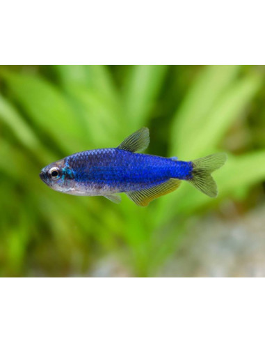 TETRA IMPERADOR SUPER BLUE, 2.5 - 3 CM